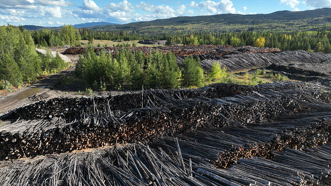 Drax Log Piles Burns Lake BC
