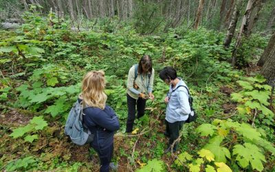 Illustrating Natural Disturbance