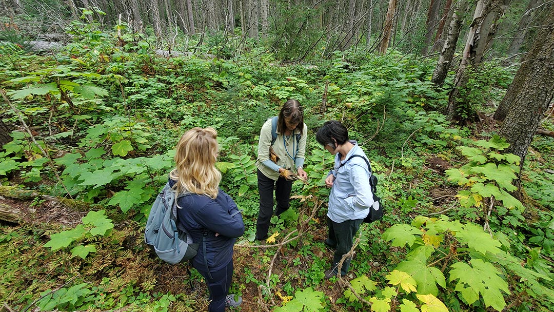 Illustrating Natural Disturbances