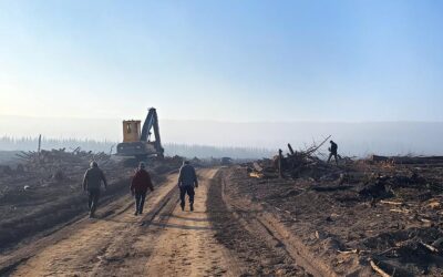 Salvage Logging in the Boreal