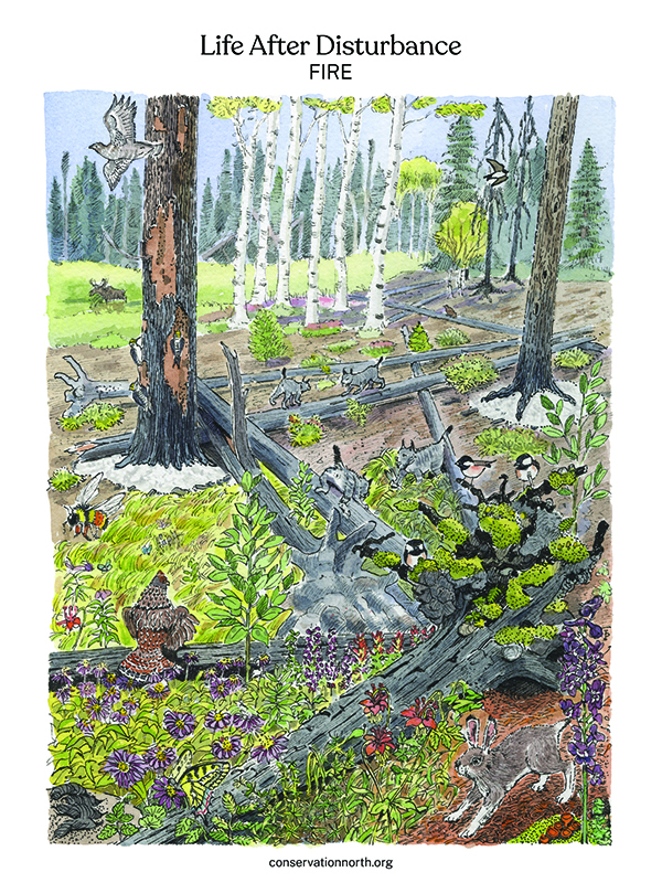 Life After Disturbance Fire