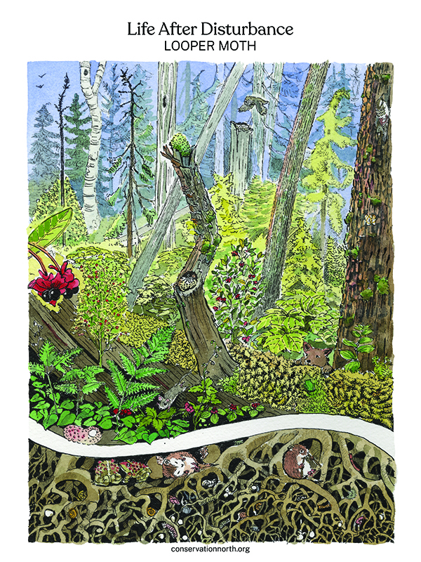 Life After Disturbance - Looper Moth