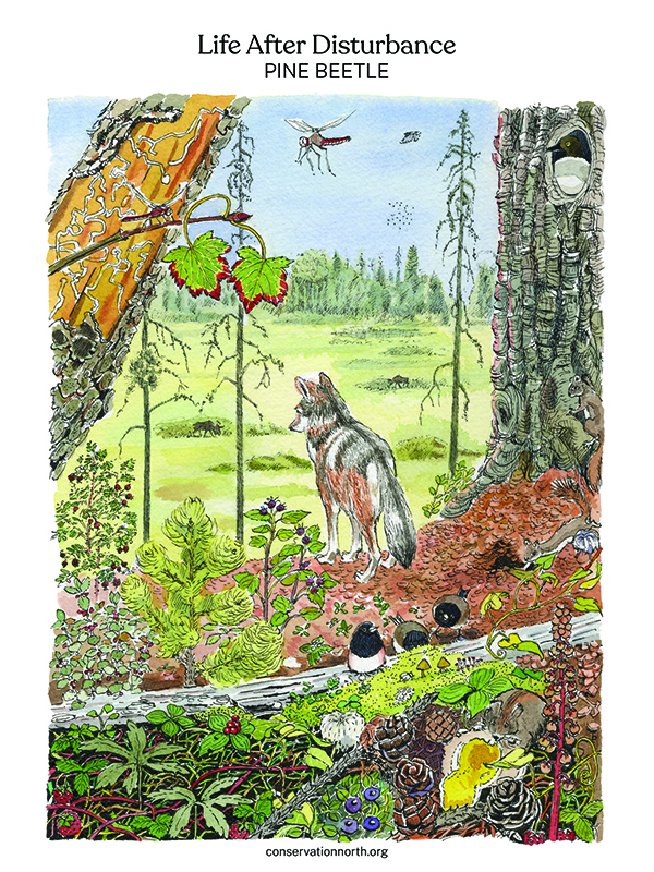 Life After Disturbance Pine Beetle