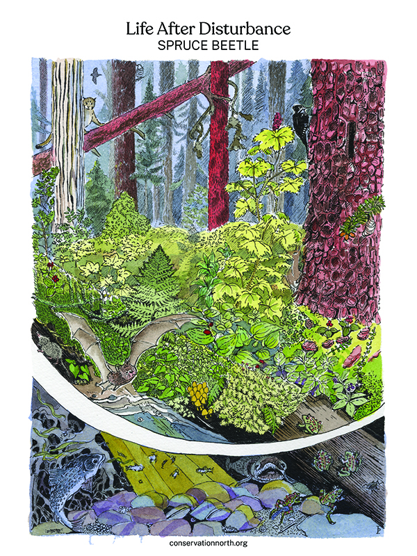 Life After Disturbance Spruce Beetle