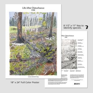 Life After Disturbance - Fire Poster