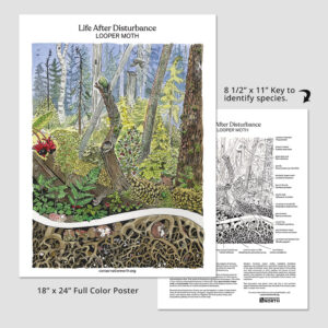 Life After Disturbance Looper Moth Poster