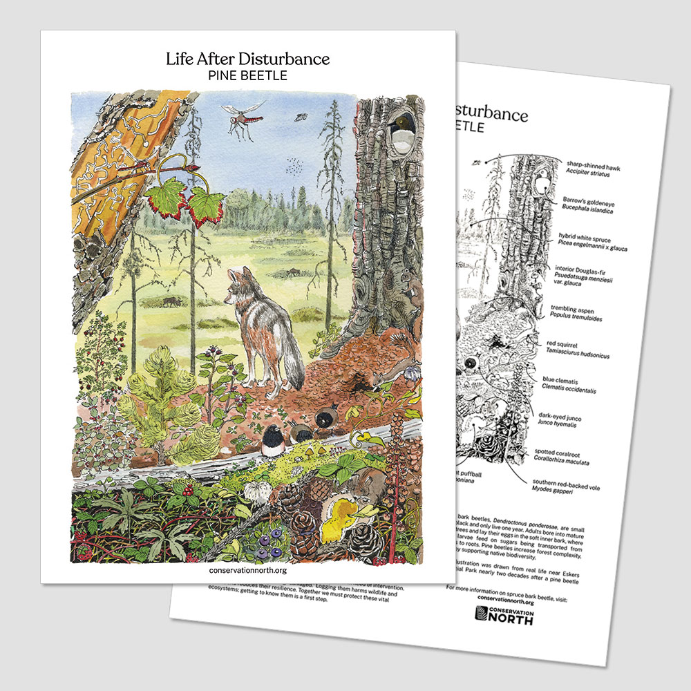 Life After Disturbance Pine Bark Beetle Poster