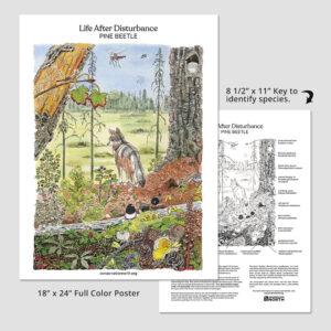 Life After Disturbance Pine Bark Beetle Poster