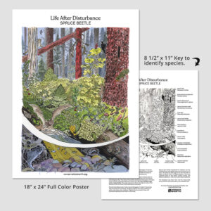 Life After Disturbance Spruce Bark Beetle