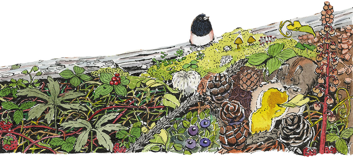 Life After Disturbance Project