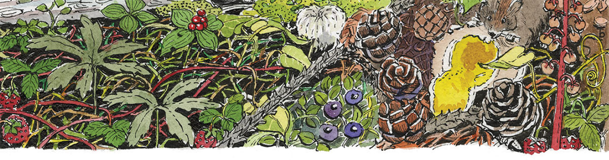 Life after Disturbance Project