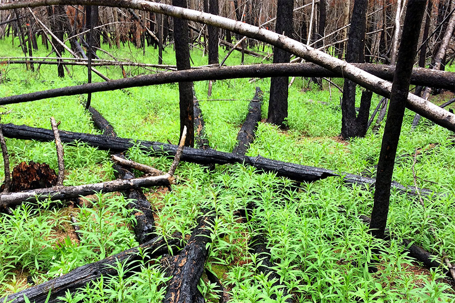 Why is BC allowing the logging of primary forest for pellets?