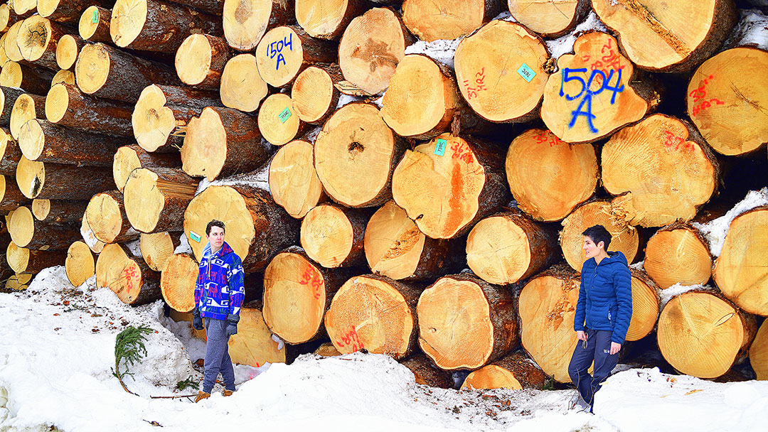 Wood Pile