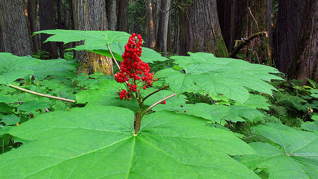 Biodiversity and Ecosystem Health Framework