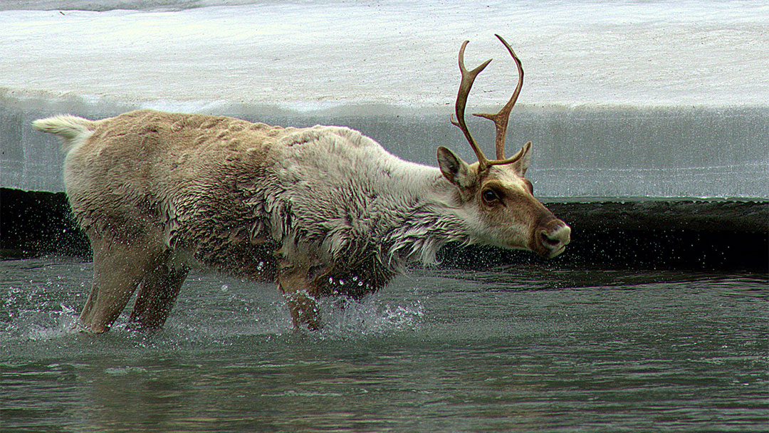 Caribou Myths