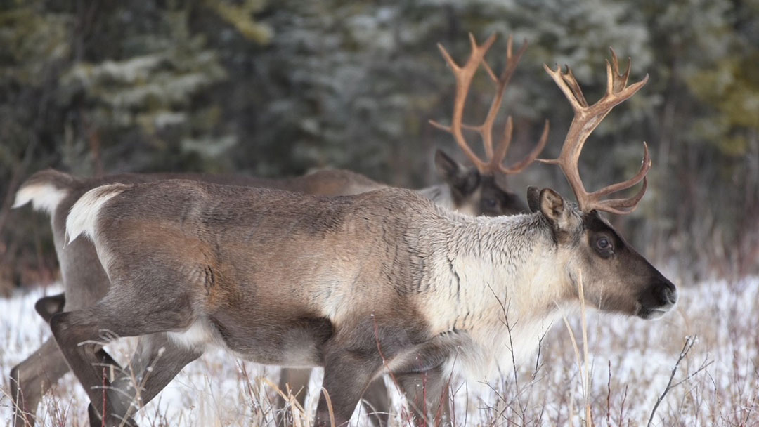 Protect Caribou Habitat