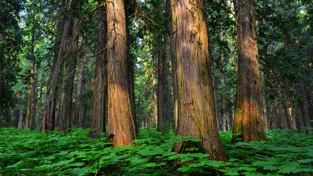 Old Growth Review – Use Our Guidance