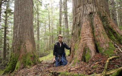 BC Government Ignores Science in their Old Growth Announcement