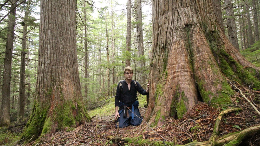 BC Government Ignores Science in their Old Growth Announcement