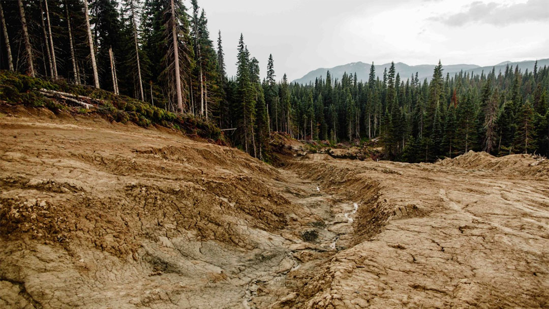 Interior Forestry Renewal