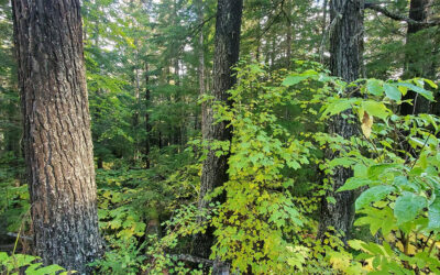 Feedback to the Lakes Resilience Forest Landscape Plan