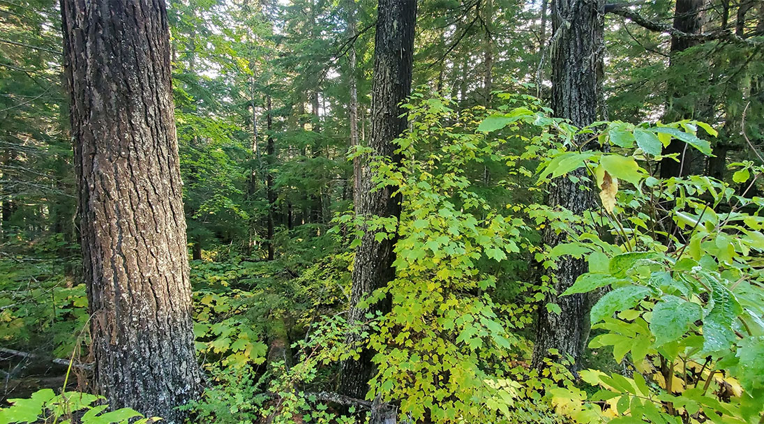 post-landscape-feedback Feedback on Lakes Forest Landscape Plan