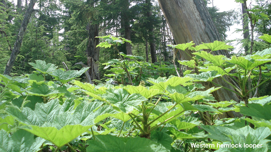 Pellet Logging Loopholes