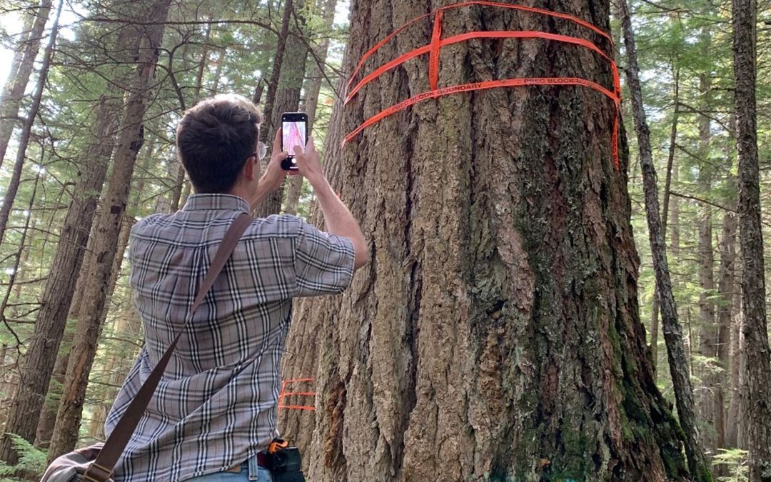 Logging Rainforest for Pellets