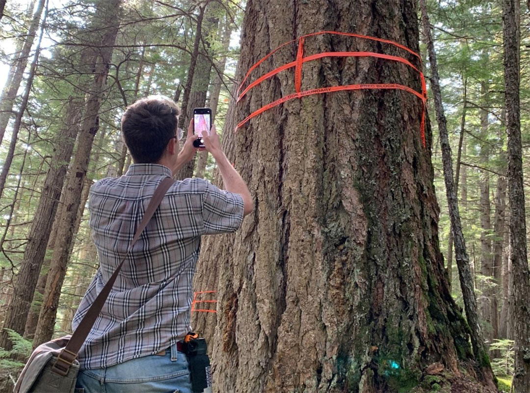 Logging rainforest for pellets