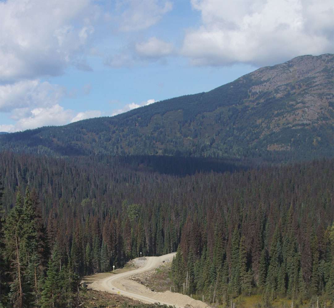 Loopholes Spruce Beetle