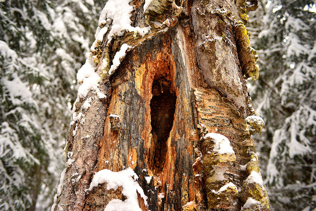 Loopholes, Decaying stump