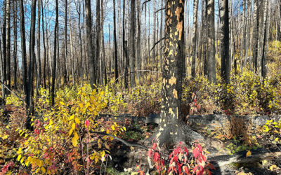 Bill 14 Mostly A Disaster for Forests and Wildlife