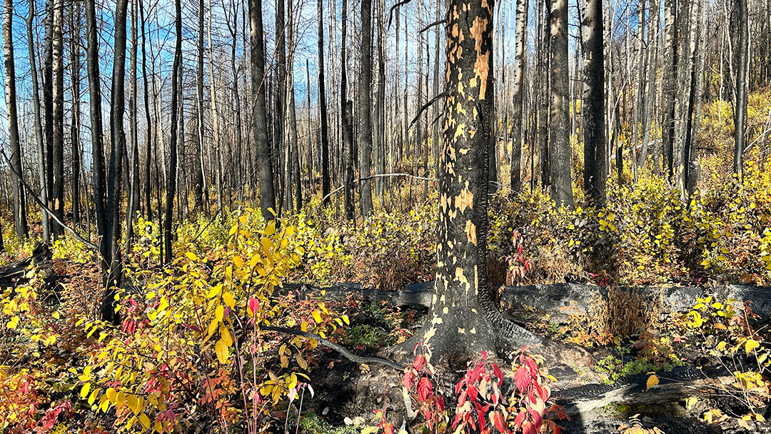 Bill 14 a Disaster for BC Forests