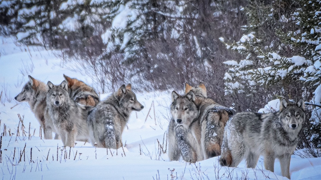 No Habitat Protection for Caribou, Just more Dead Wolves and Cougars