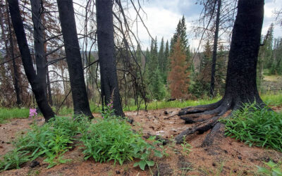 Active Management Not Compatible