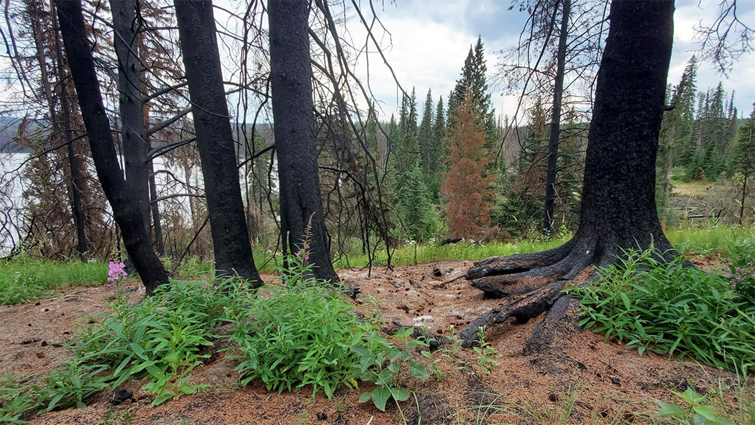 Project Forest Ecology Webinars