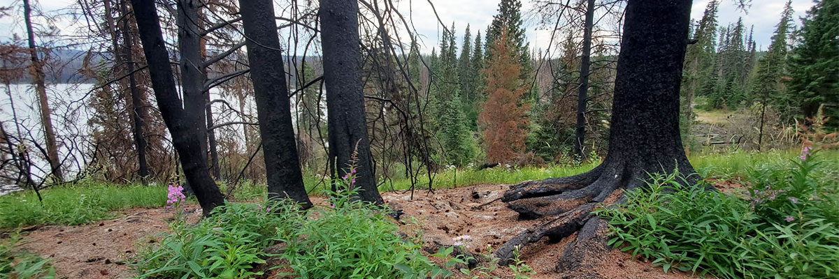 Forest Ecology Webinars